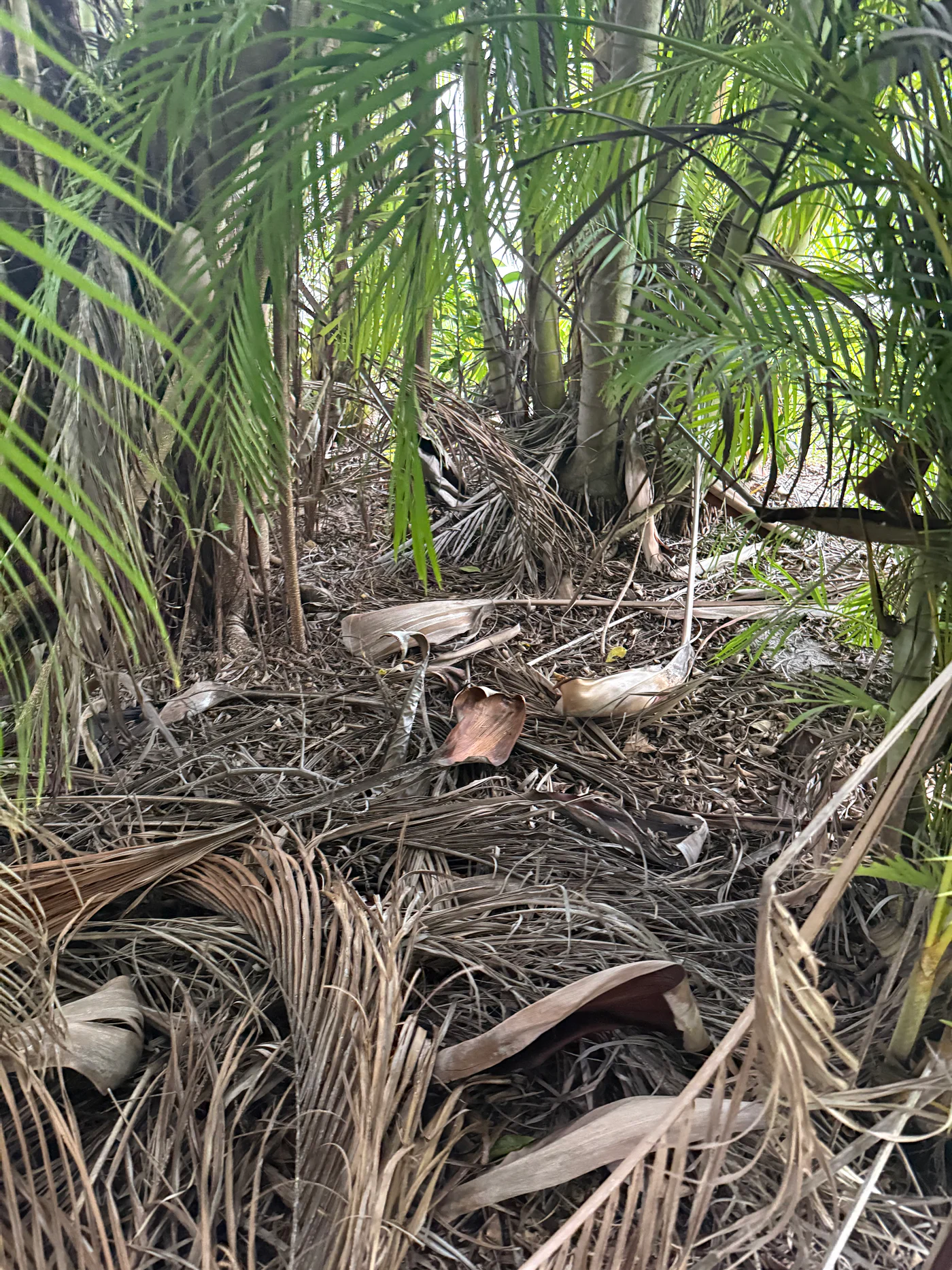 Before — Estate vegetation cleanup & exterior restoration